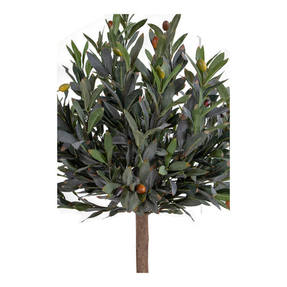 Olive Tree 120 cm