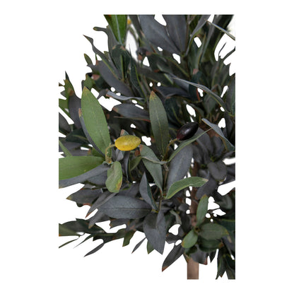 Olive Tree 120 cm