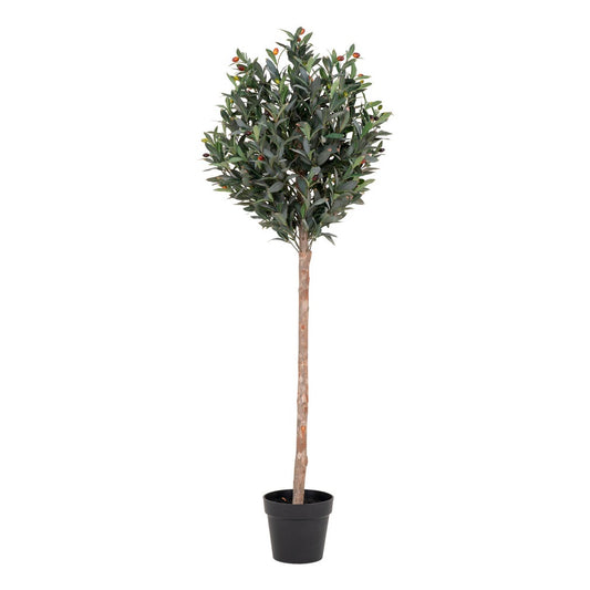 Olive Tree 150 cm