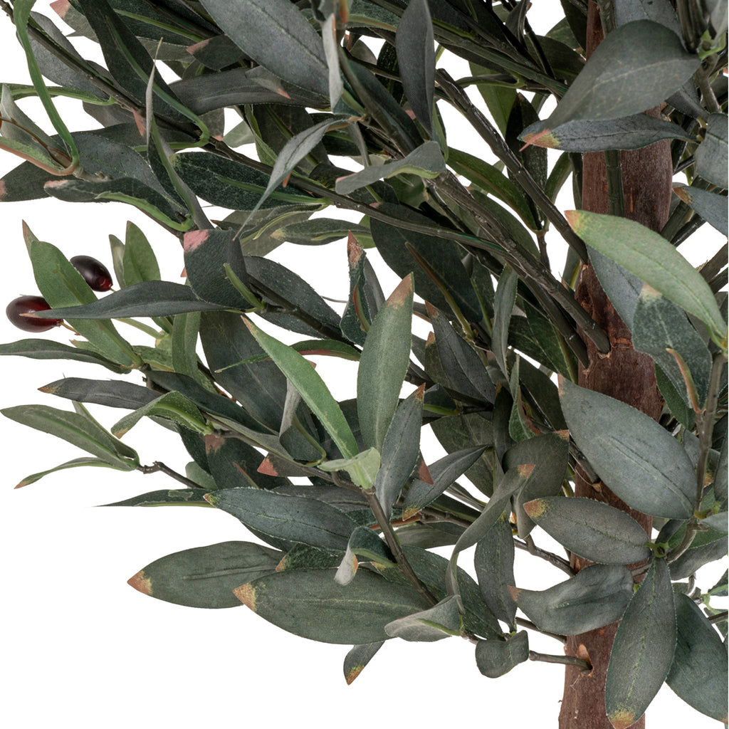 Olive Tree 150 cm